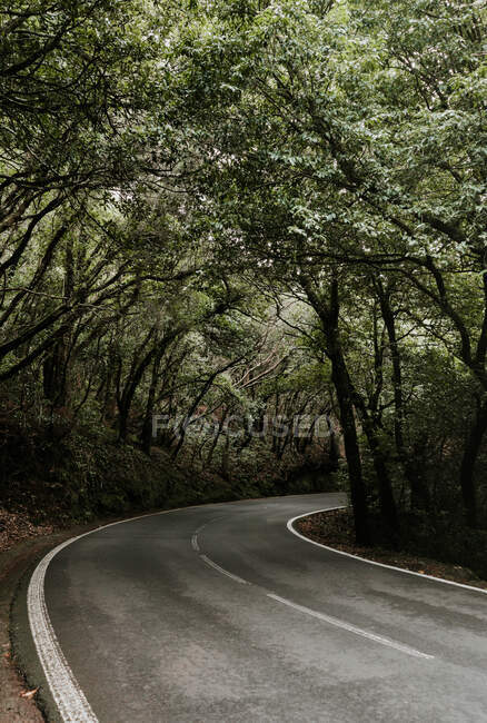Route asphaltée étroite menant entre ruelle de bois verts — Photo de stock