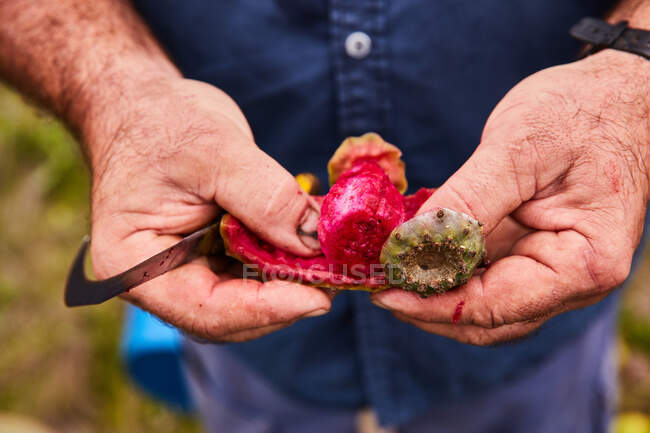 Crop man cutting off peel of sweet red fruit of prickly pear, Canary Islands — Stock Photo
