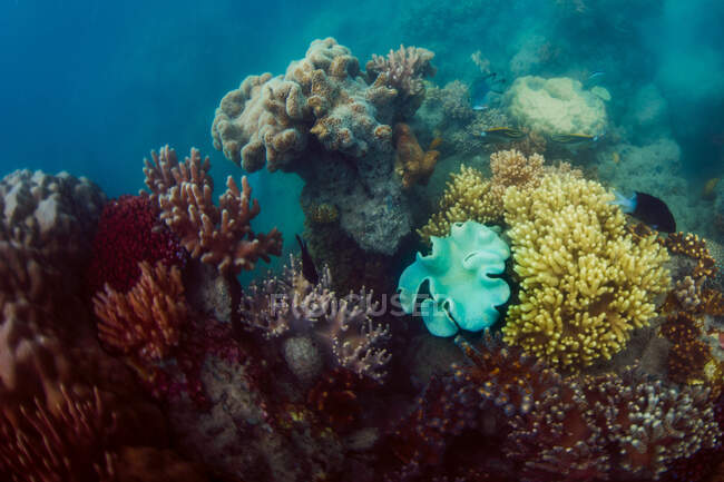 Coraux de différentes couleurs en mer — Photo de stock