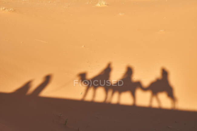 From above shade on sand land of camels and people going in desert in Marrakesh, Morocco — Stock Photo