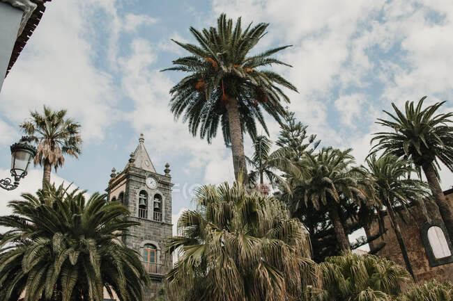 Снизу прекрасный вид на зеленые пальмы возле старой высокой башни и голубое небо с облаками — стоковое фото