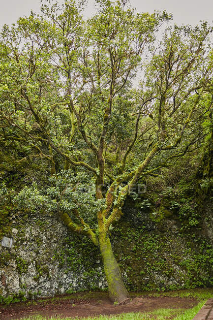 Пейзаж красивой зеленой листвы и мхов в тропическом лесу, Канарские острова — стоковое фото
