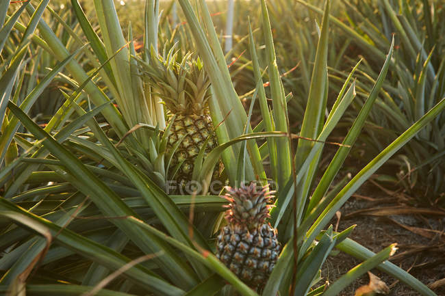 Primer plano del arbusto verde tropical con piña de maduración en la plantación - foto de stock