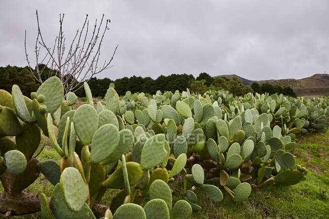 Paisagem de plantação tropical com cactos de pêra verde crescendo no vale das Ilhas Canárias — Fotografia de Stock