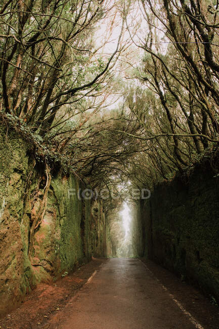 Footpath between murk alley of high walls and woods — Stock Photo