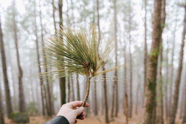 Обрізати невизначену руку, що показує гілку дерева, перебуваючи у вічнозеленому лісі — стокове фото