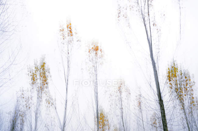 Árboles pictóricos y plantas verdes en el bosque de otoño - foto de stock