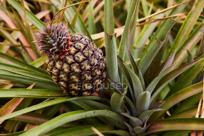 Close-up of tropical green bushes with ripening pineapple on plantation — Stock Photo