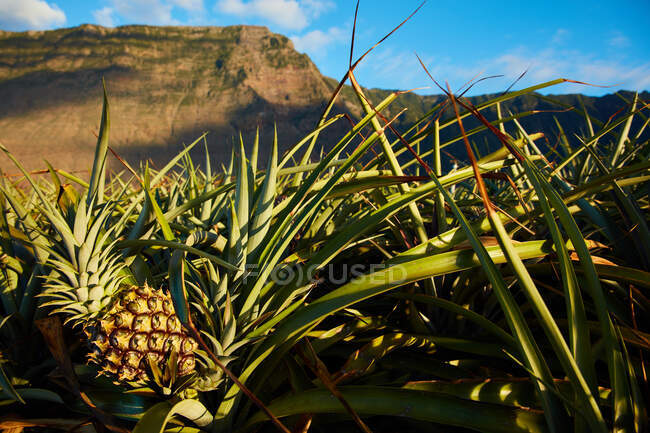 Чудова тропічна плантація ананасів на дні скелястих гір у похмурий день (Канарські острови). — стокове фото