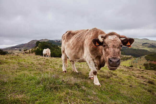 Vista lateral vaca pastando en prado verde de hermoso campo de montaña contra el cielo nublado, Islas Canarias - foto de stock