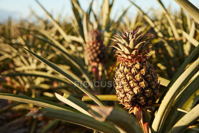 Tropische grüne Sträucher mit reifen Ananas auf Plantagen — Stockfoto