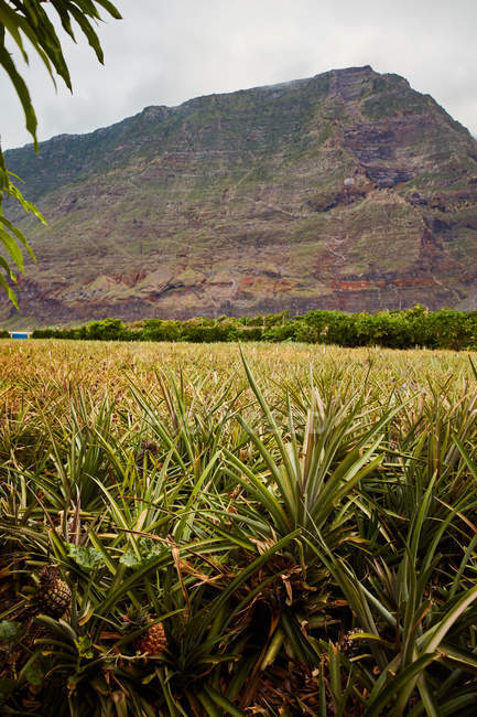 Cespugli tropicali verdi con ananas a maturazione su piantagione con montagna sullo sfondo dell'isola di El Hierro — Foto stock