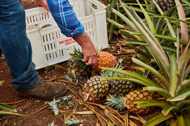 Coltivatore che lavora su terreni agricoli tropicali e raccoglie ananas maturi in contenitori di plastica, Isole Canarie — Foto stock