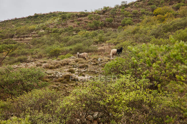 Große Herde von Hausschafen mit Babys, die auf der grünen Wiese auf den Kanarischen Inseln grasen — Stockfoto