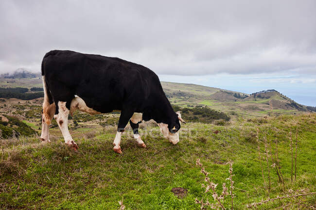 Вид сбоку на черно-белую корову, пасущуюся на зеленом лугу красивого горного поля против облачного неба, Канарские острова — стоковое фото