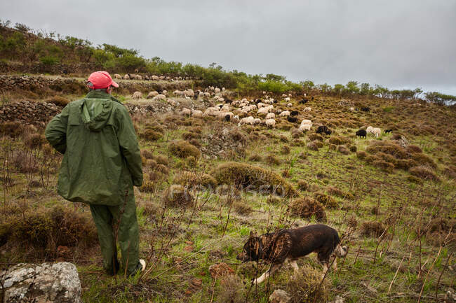 Vista posteriore dell'uomo in impermeabile e cappello in piedi su una collina verde con grande gregge di pecore bianche e nere al pascolo, Isole Canarie — Foto stock