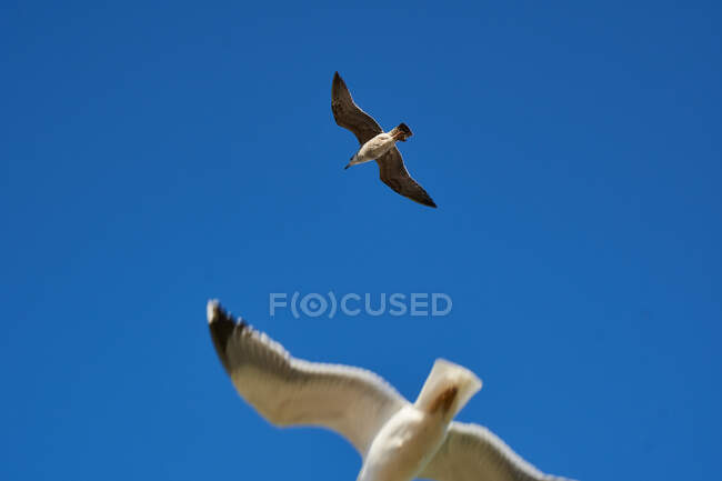 Dal basso stormo di gabbiani bianchi che volano in cielo blu senza nuvole a Essaouira, Marocco — Foto stock
