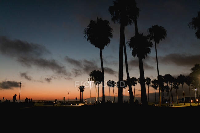 Вечером силуэт пальм на берегу моря — стоковое фото