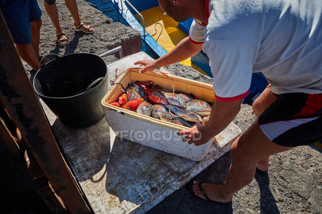 Crop man dall'alto lavorando in porto e prendendo contenitore di pesce appena pescato alla luce del sole — Foto stock