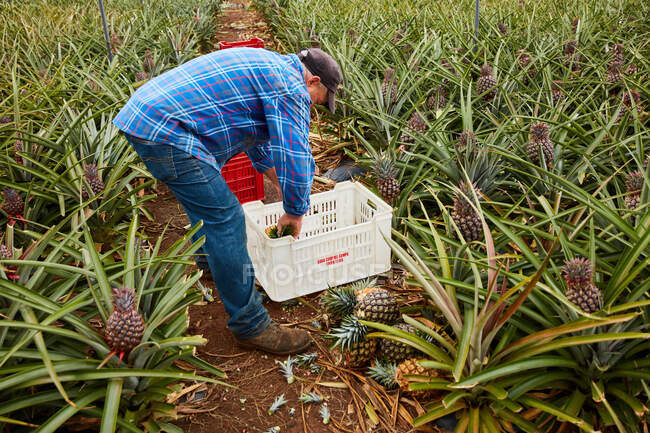 Hombre trabajando en tierras de cultivo tropicales y recogiendo piñas maduras en contenedores de plástico, Islas Canarias - foto de stock