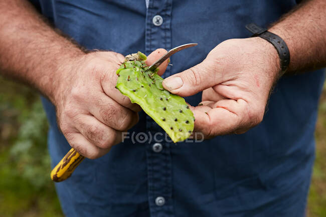 Земледелец отрезает кожуру сладких фруктов из колючей груши, Канарские острова — стоковое фото