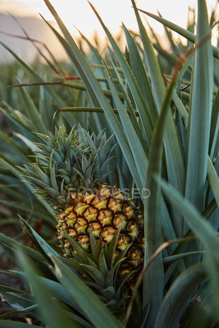 Тропічні зелені чагарники з дозрівання ананаса на плантації на заході сонця — стокове фото