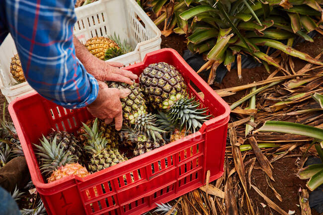 Людину, яка працює на тропічних сільськогосподарських угіддях і збирає стиглі ананаси в пластикових контейнерах (Канарські острови). — стокове фото