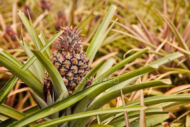 Primo piano di cespugli verdi tropicali con ananas in maturazione in piantagione — Foto stock