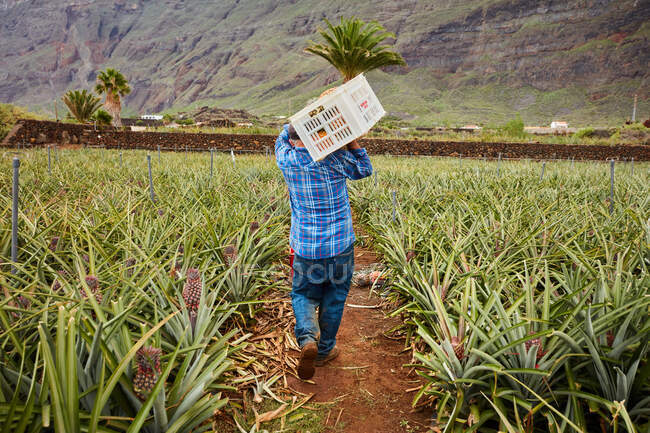 Vista trasera del hombre cargando contenedores sobre hombros mientras camina entre arbustos de piña en plantación, Islas Canarias - foto de stock
