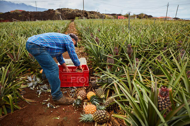 Homme travaillant sur des terres agricoles tropicales et récoltant des ananas mûrs dans des conteneurs en plastique, îles Canaries — Photo de stock