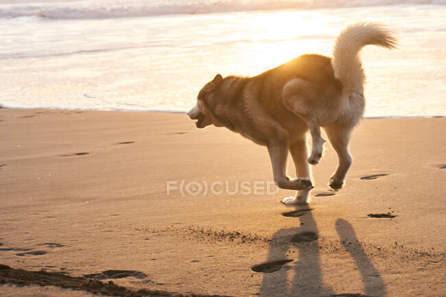 Playful furry dog running on beach — Stock Photo