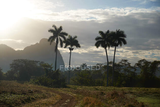 Countryside road on field near palms and hills — Stock Photo