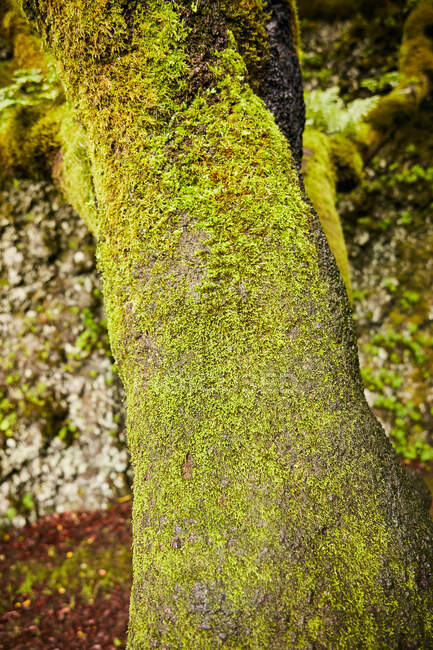 Paisaje de hermoso follaje verde y musgosos árboles en bosque tropical, Islas Canarias - foto de stock