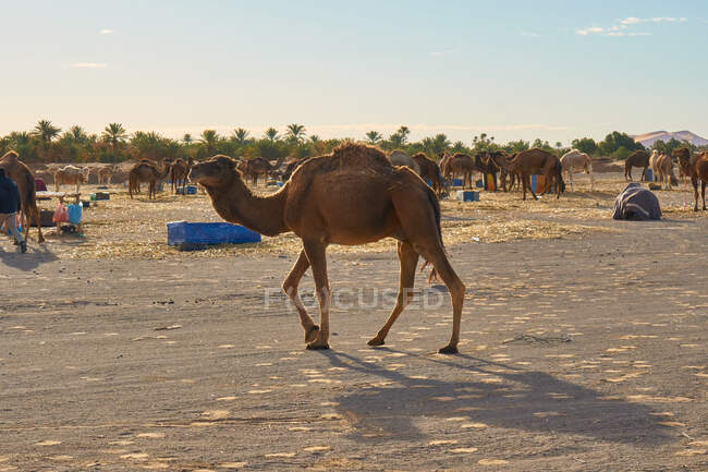 Vista laterale della mandria di cammelli che pascola su terreni sabbiosi nel deserto e cielo blu a Marrakech, Marocco — Foto stock