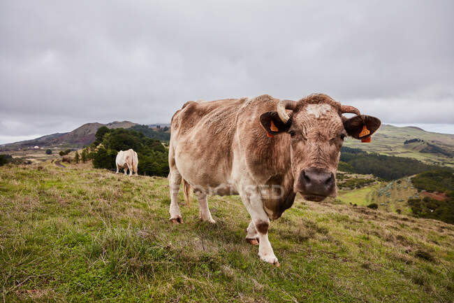 Vista lateral vaca pastando en prado verde de hermoso campo de montaña contra el cielo nublado, Islas Canarias - foto de stock