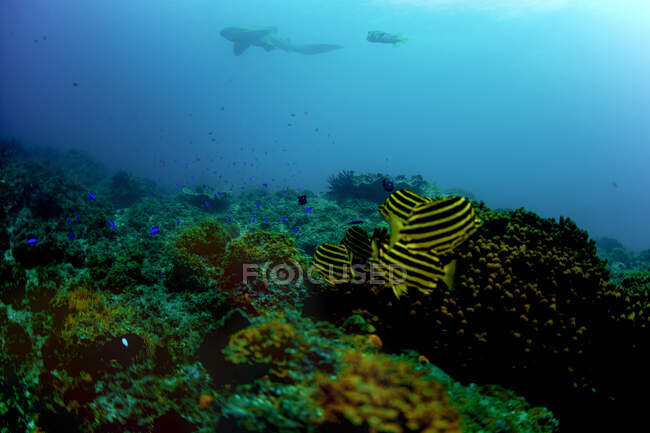 Banc de poissons rayés jaunes et noirs nageant au récif corallien dans l'océan bleu — Photo de stock