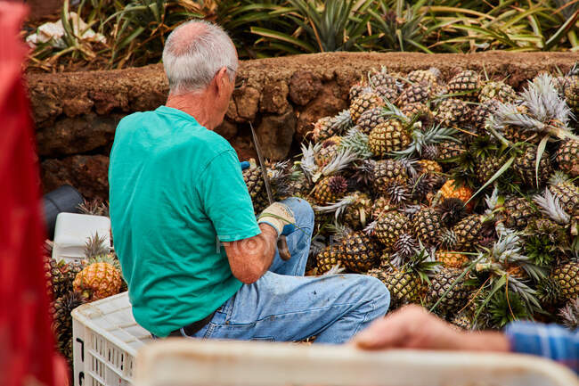 Crop back view of senior man working on plantation and cutting green leaves off pineapples — Stock Photo
