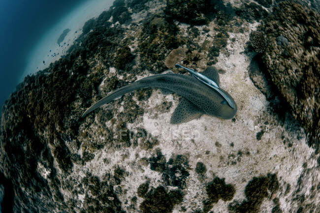 Сверху большая рыба плавает на земле в глубоком голубом океане — стоковое фото