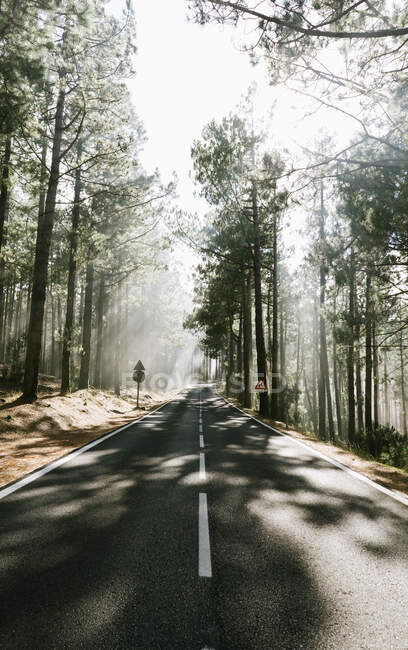 Asphalt road in foggy forest — Stock Photo