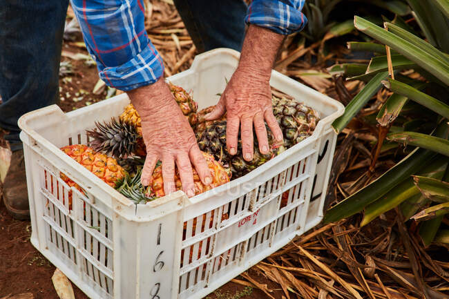 Cultivador trabajando en tierras de cultivo tropicales y recogiendo piñas maduras en contenedores de plástico, Islas Canarias - foto de stock