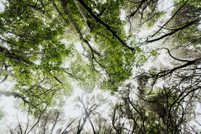 Снизу изумительный вид высоких зеленых лесов в лесу и небе с солнечным светом — стоковое фото