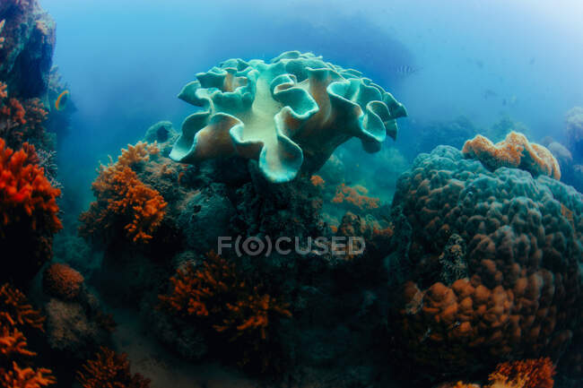 Unterschiedlich gefärbte Korallen im Meer — Stockfoto