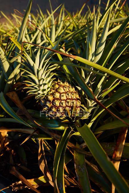 Крупним планом тропічний зелений кущ з дозріванням ананаса на плантації — стокове фото