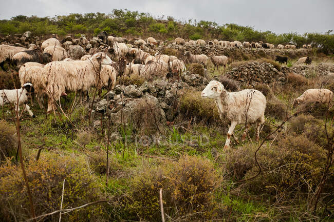 Vue latérale vache pâturage sur prairie verte de beau champ de montagne contre ciel nuageux, Îles Canaries — Photo de stock