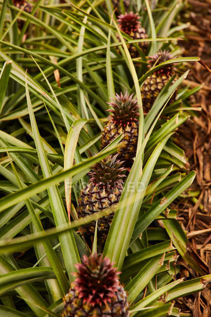 Arbustes tropicaux verts avec ananas mûrs sur plantation — Photo de stock