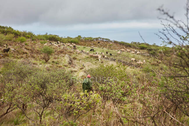 Вид сзади человека в плаще и кепке, стоящих на зеленом склоне холма с большим стадом черных и белых овец пасущихся, Канарские острова — стоковое фото