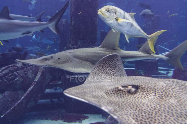 Fischschwärme verschiedener Arten schwimmen im transparenten Wasser eines riesigen Aquariums in Dubai — Stockfoto