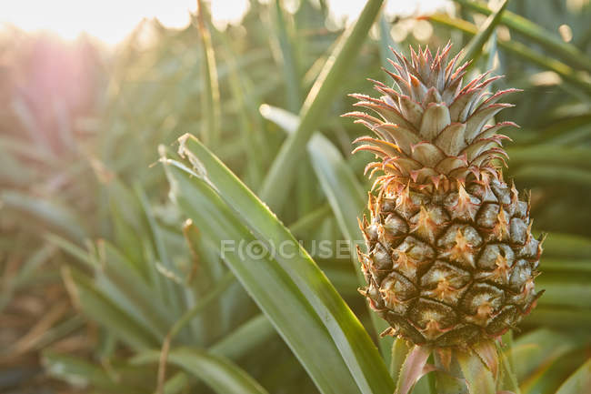Tropische grüne Sträucher mit reifender Ananas auf Plantage bei Sonnenuntergang — Stockfoto