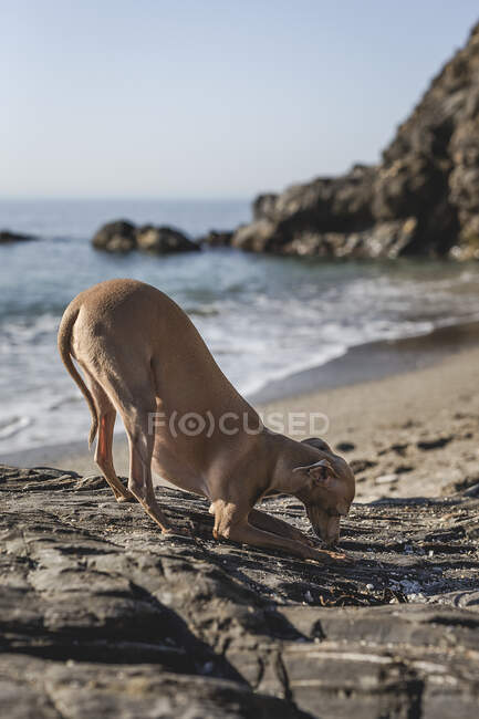 Pequeño perro galgo italiano jugando con arena en la playa. Soleado. Mar.. - foto de stock