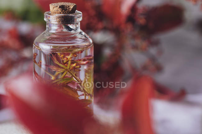 Пляшка зі свіжою рослиною в рідині на розмитому фоні — стокове фото